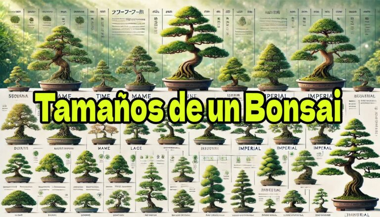 tamaños de un bonsai