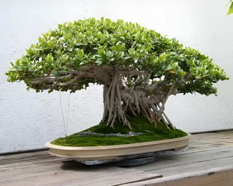 ficha ficus retusa