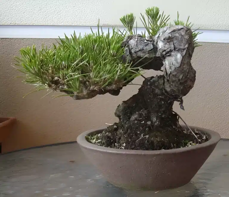 Frecuencia: Regularmente durante la temporada de crecimiento El pinzado regular es esencial para mantener el Pino Negro Japonés compacto y bien ramificado. Durante la temporada de crecimiento, es recomendable pinzar las nuevas brotaciones para mantener la forma deseada del bonsái. El pinzado adecuado promueve la ramificación y densidad del follaje. Método: Pinzar nuevas brotaciones cuando tienen 2-3 pares de agujas El método de pinzado consiste en eliminar las puntas de las brotaciones nuevas cuando han desarrollado de 2 a 3 pares de agujas. Esto fomenta la ramificación y ayuda a mantener la forma compacta del bonsái.