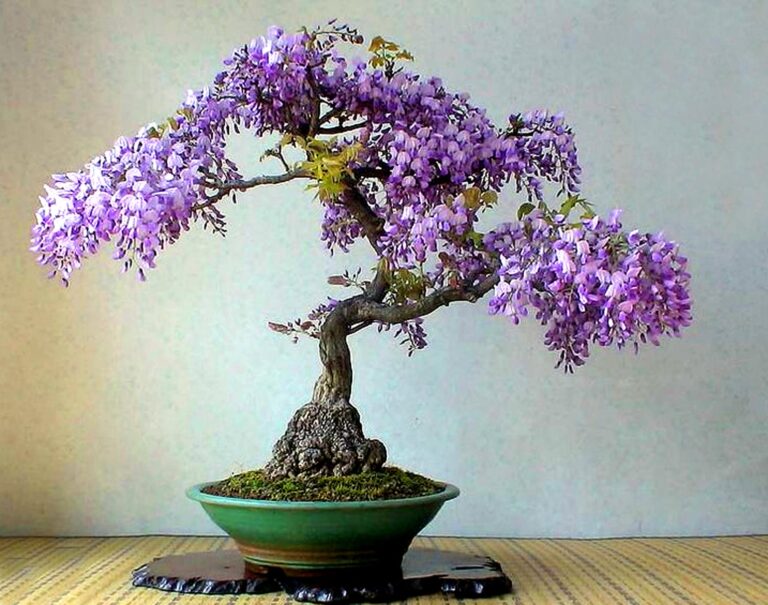 wisteria-bonsai