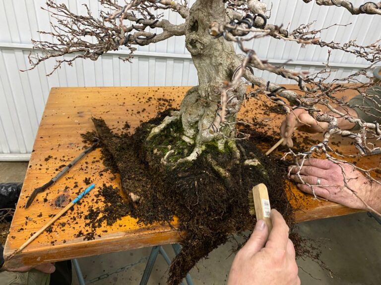 https://bonsai-nature.com/tipos-de-sustrato-para-bonsais-una-guia-completa-y-detallada/